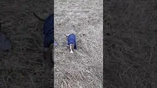 Милка на гульках. День третий(2)