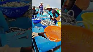 Fishing Harbour| Deep Sea Fishing| Fish Video| 