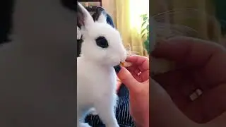 Отбирает вкусняшку😝