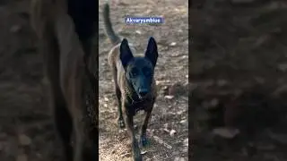 Malinois kitlenmesi #malinois #dog #doglover #shorts
