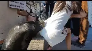 dimakan anjing laut