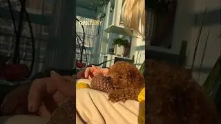 Щенок Той пудель Боня, мииилая!!!