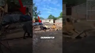 Момент, когда альфа показывает, кто тут главный 🐾😮 (@newlu_princess)