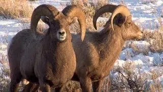 Bighorn Rams at sunset