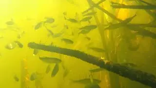 Много рыбы в мутной воде.Подводная охота.Щука Лещ Жерех