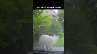 Косуля, оленёнок? Это СОБАКА!