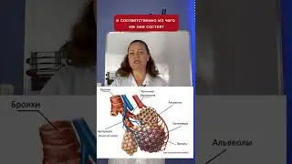 Что такое альвеолы.  Часть 2      #биологияегэ #репетиторпобиологии #альвеолы