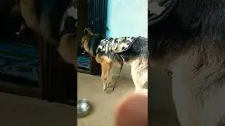 #germanshepherd