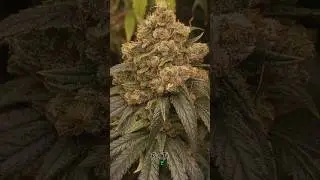 Como cultivar Maconha gastando pouco? #métodoplantamemo