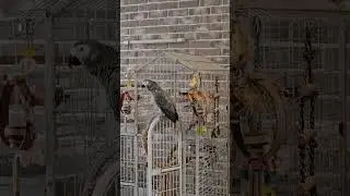 Жако Бендер воспитывает собаку.