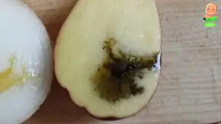 Experience We determine the presence of starch in vegetables and fruits. Flomaster!