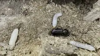 Bess beetle family at work