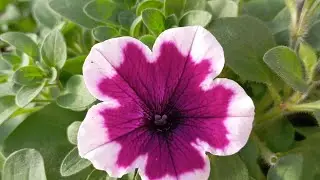 Selling petunias 89086553950 Irkutsk