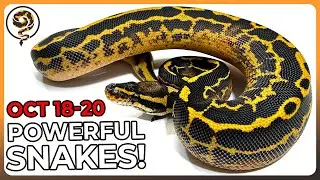 Great Deals on some POWERFUL Genes (10/18-10/20)