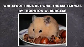 WHITEFOOT FINDS OUT WHAT THE MATTER WAS - Whitefoot the Woodmouse / to listen the book
