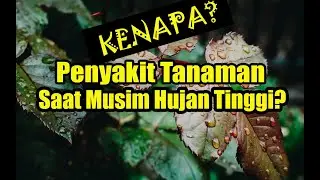 Kenapa Serangan Penyakit Tanaman Lebih Tinggi Saat Musim Hujan