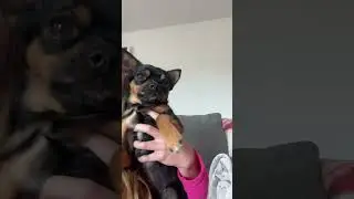Danceee #dog #clover #chihuahuapuppy #dogbreeds #chihuahua #chihuahuaworld #cute #dance#barbie