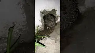 подумал что это нора. 