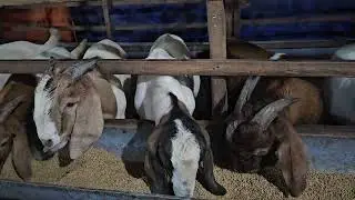 dê đực boer nuôi vỗ béo