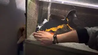 Big comet goldfish