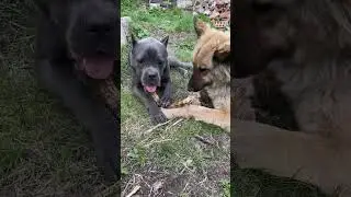 Палочковый деликатес