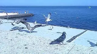 Алушта-.