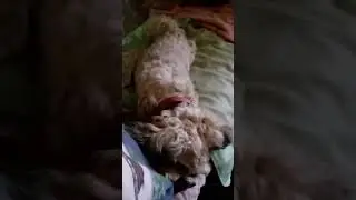 Pretty puppy ~ May 20, 2018