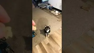 Cute Shiba Inu Tricks for Treats