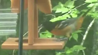 Orioles in our village! Male & Female! We love them!