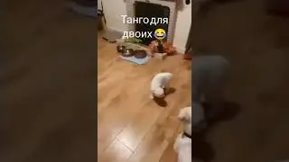 Кошечки-собачки😁