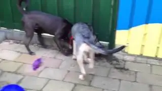 хулиганы