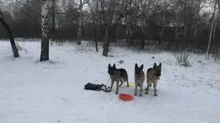 Семейный досуг. Занятие с овчарками. Игры