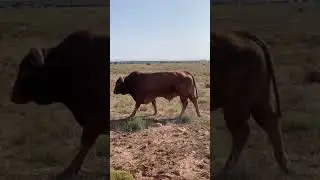 New Mexico sure do got some big ba..... BULLS! That’s it, big bulls 😂