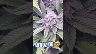 Blüte Tag 32 Oreoz Og strain  #420 #seedtoharvest #crazybud