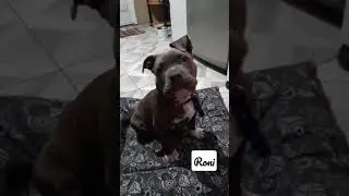 Mi perro dinamita...No para un segundo!