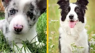 Вот Как Выглядят Щенки Собак Разных Пород!