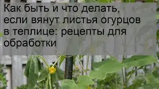 Как быть и что делать, если вянут листья огурцов в теплице: рецепты для обработки