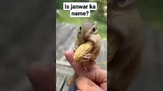iska naam kia hai? #shorts