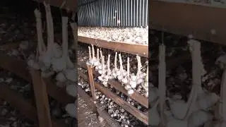 🧄🧄🧄НАШ ЧЕСНОК ЛУЧШИЙ💪💪💪#чеснок #сушкачеснока#garlic #овощи #озимыйчеснок #уборкачеснока #кфх