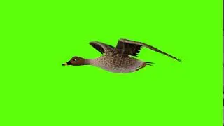 Bird Fly green screen