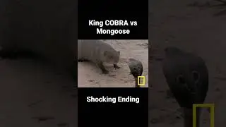 King Cobra vs Mongoose, the results will shock you #shorts #animals #animal #snake
