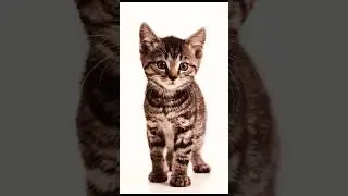 Kitten Cat 🐱 🐈‍⬛🥰 @sarwaraportugal