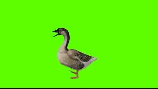 Duck Green Screen || No Copyright || Moving Duck Green Screen || Mr Green