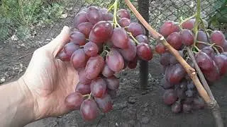 Виноград Андрей   53
