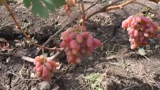 Виноград Катруся Каховская