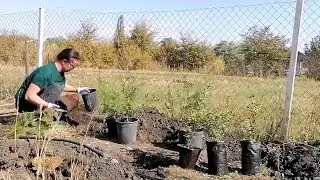 Осенние работы 2. Посадка живой изгороди из своих растений.