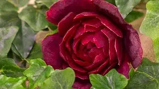 Beetroot rose carving