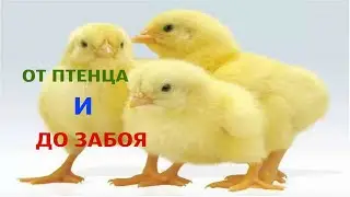 Выращивание Бройлеров в Клетках от Птенца до Забоя