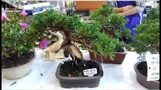 BONSAI-SATSUKI FOR SALE (Kawaguchi Angyo, Saitama Pref.) Japan