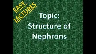 Structure of nephrons- Human excretory system-Urdu